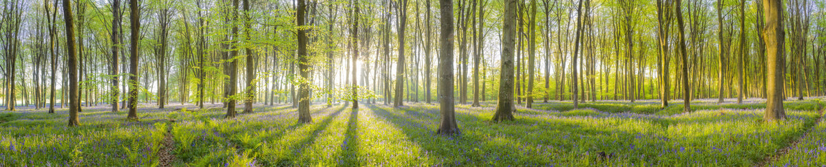 Forest Illuminated Wall Mural