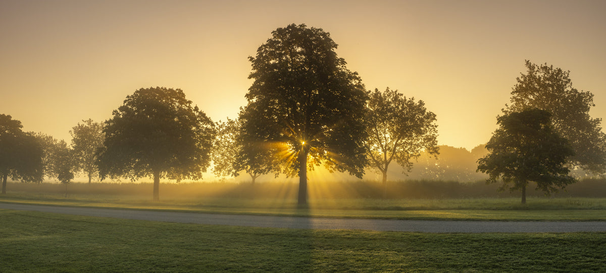 Morning Radiance Wall Mural