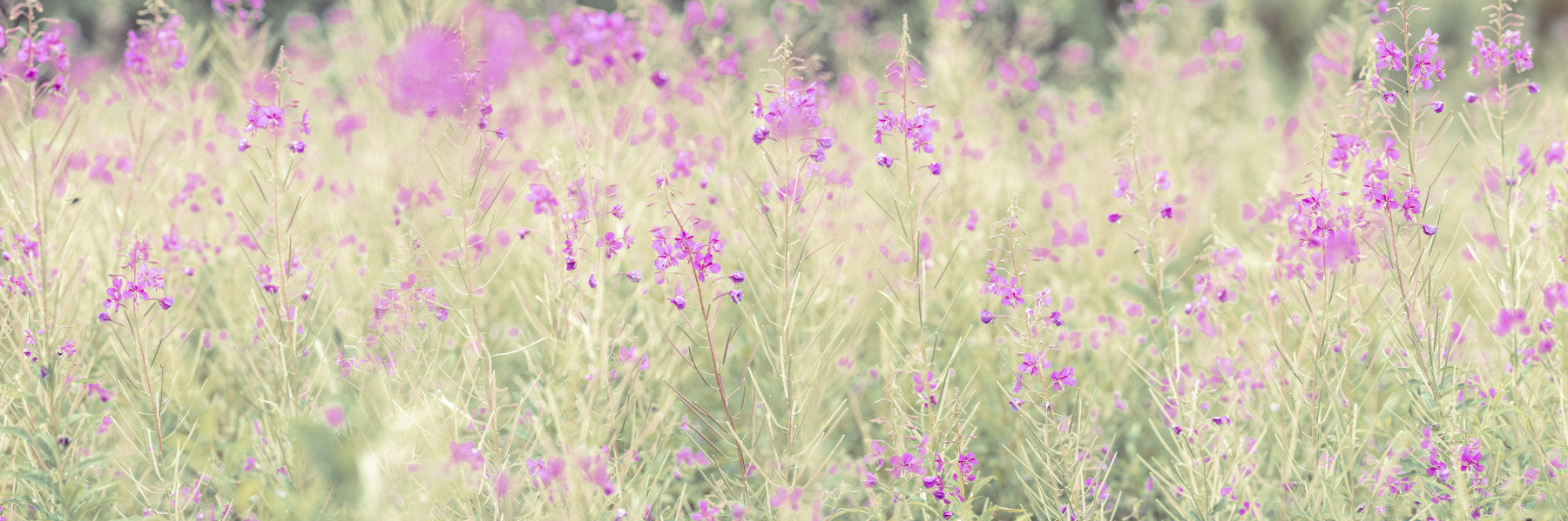 Soft Meadow Hues Wall Mural