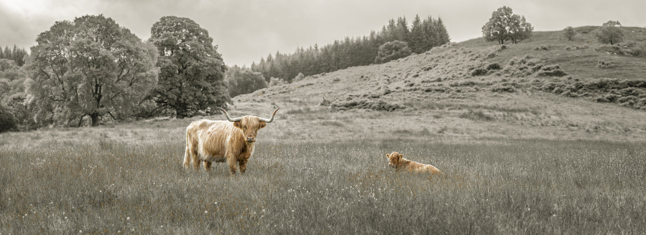 Highland Cow Grazing Wall Mural