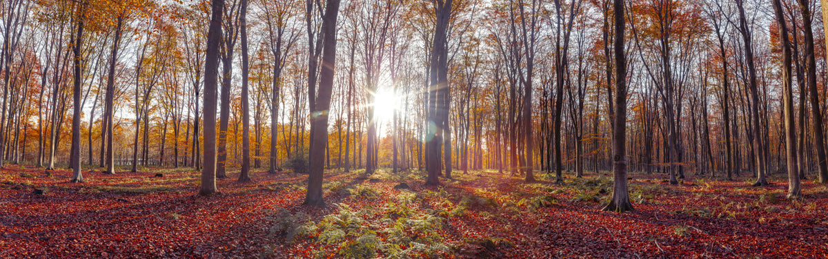 Autumnal Radiance Wall Mural in your room — zoomed