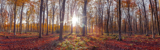 Autumnal Radiance Wall Mural