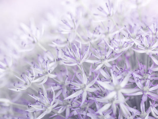 Allium Flowers Wall Mural