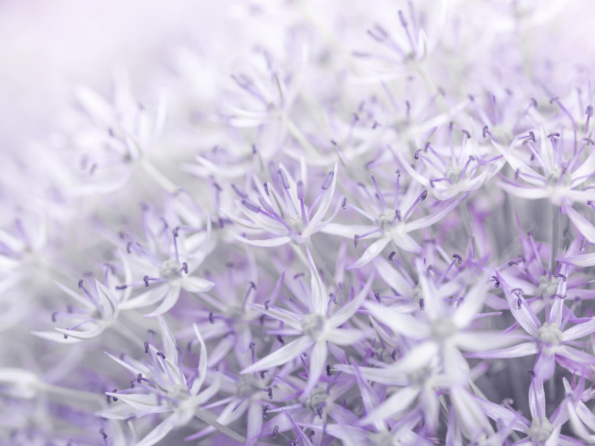 Allium Flowers Wall Mural