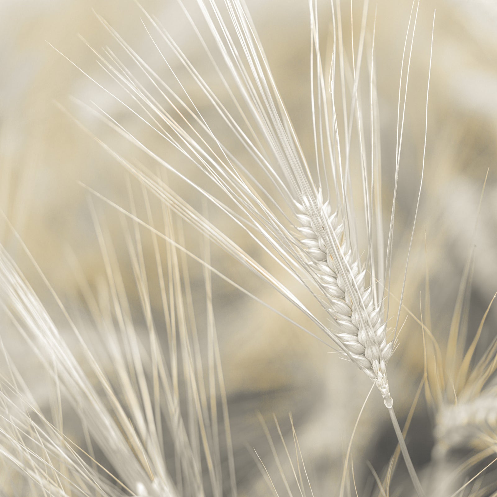 Wheat Wonders Wall Mural