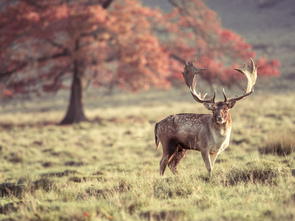 Stag Roaming Free Wall Mural