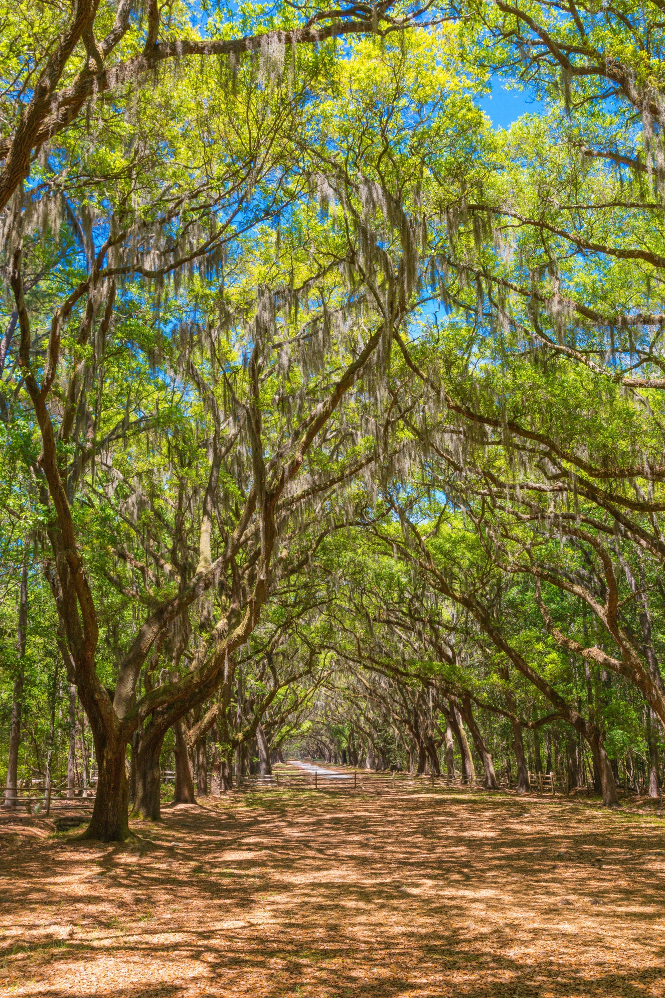 Oak Avenue Canopy Wall Mural