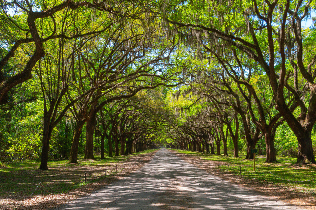 Canopy of Oaks with Spanish Moss Wall Mural