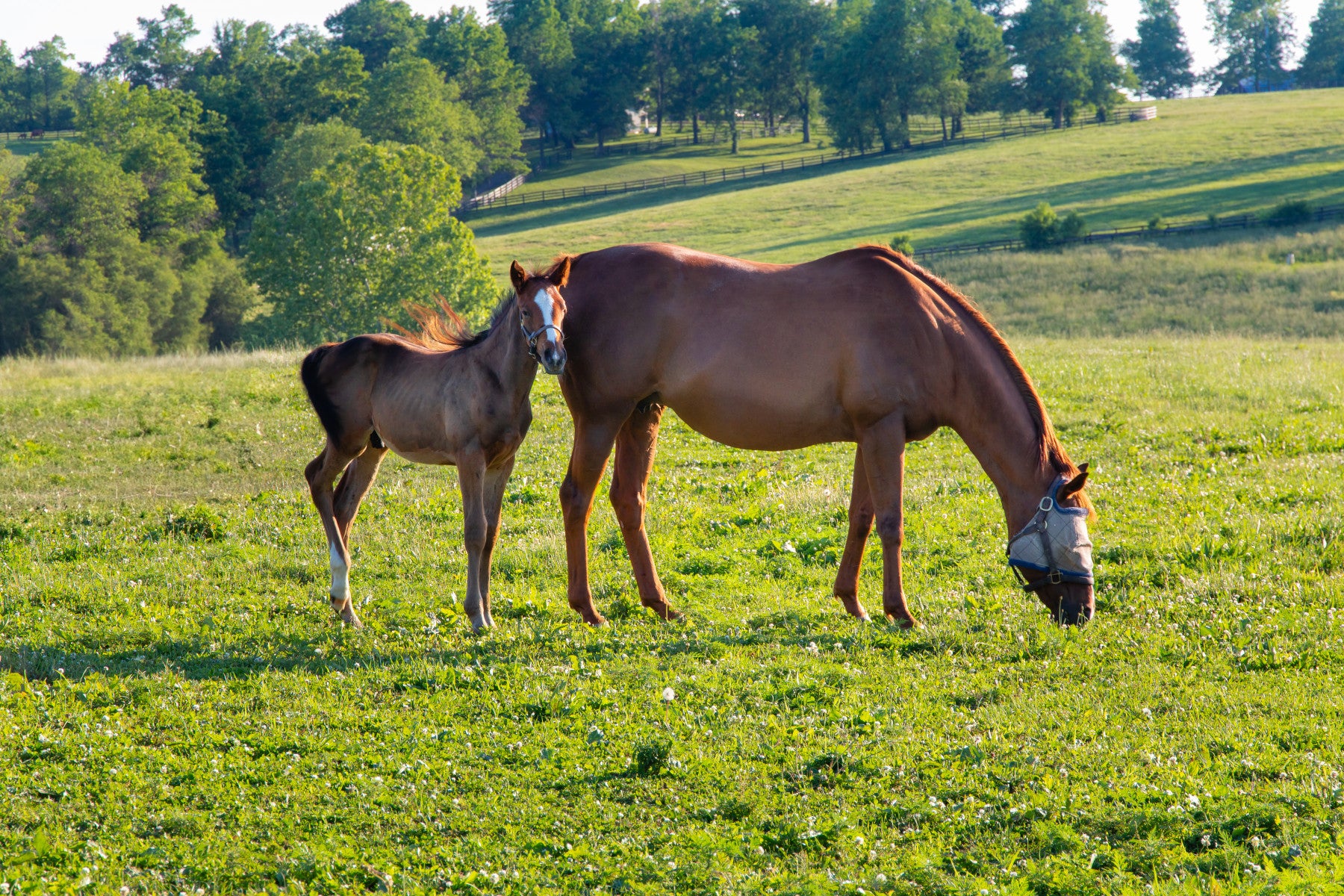 Pastoral Equine Duo Wall Mural