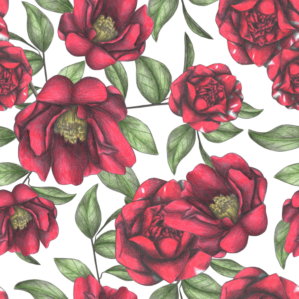 Blooming Camellias Wallpaper⁠