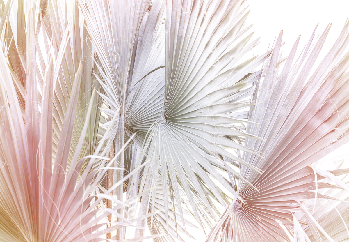 Silver Fan Palm Wall Mural in your room — zoomed