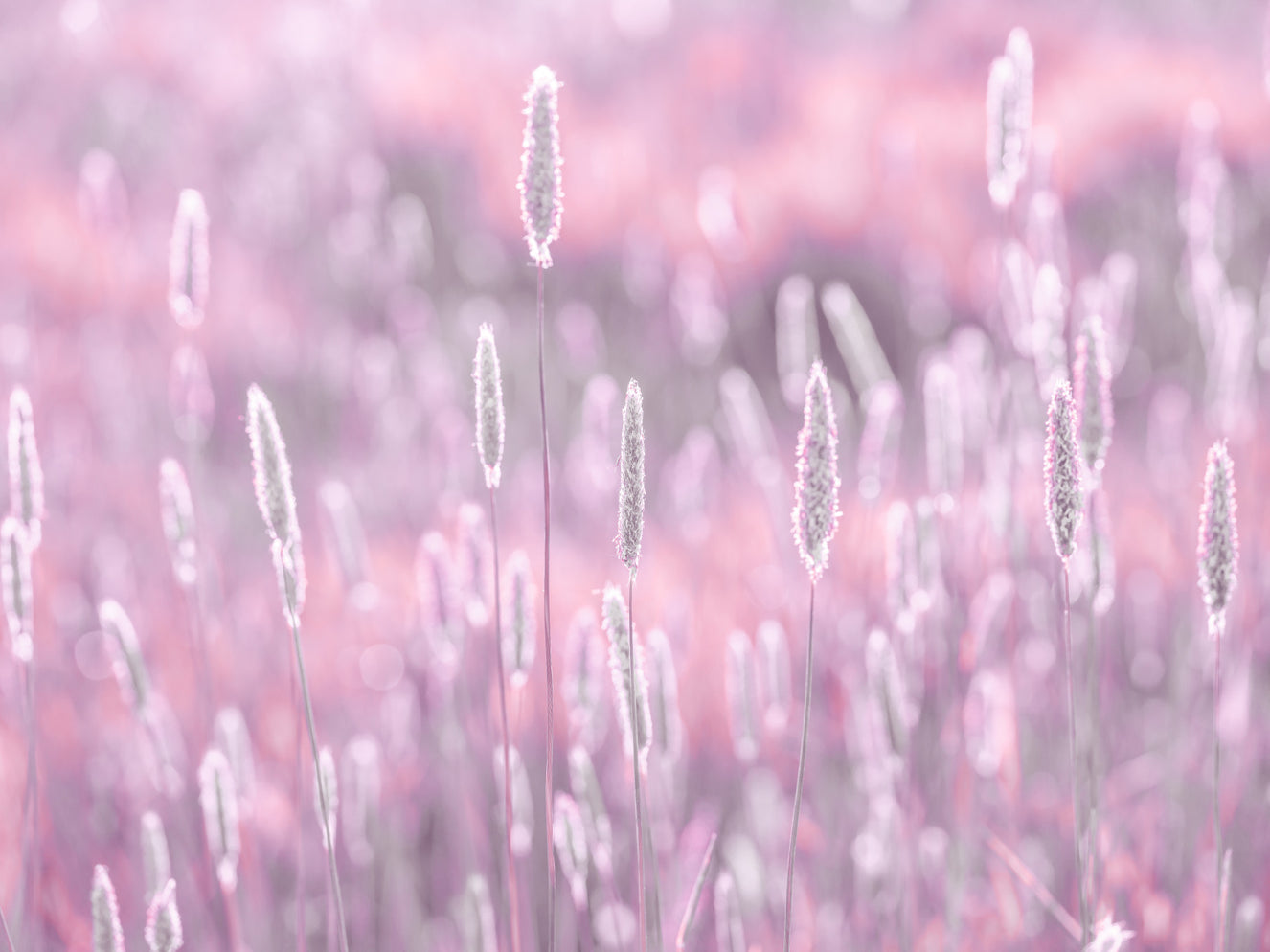 Pink Meadow Wall Mural