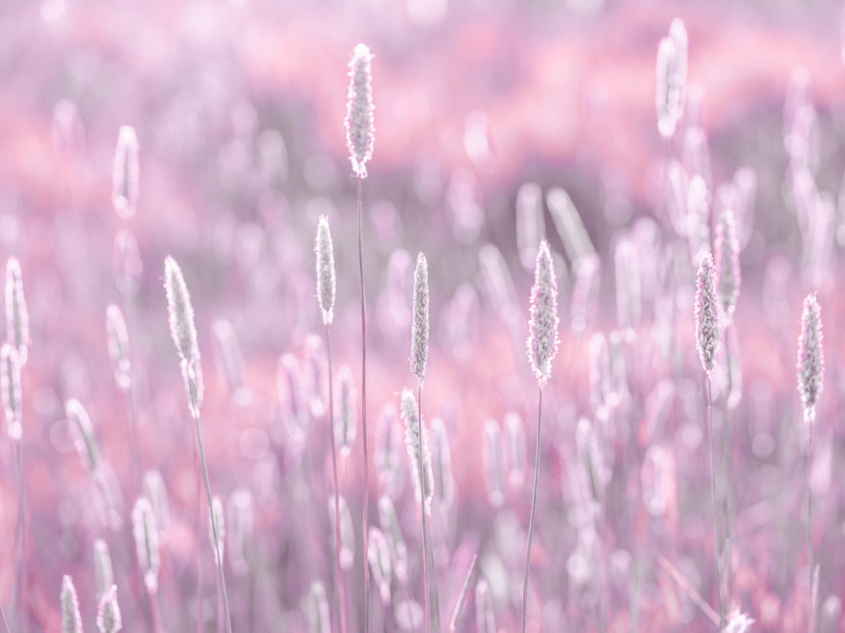 Pink Meadow Wall Mural