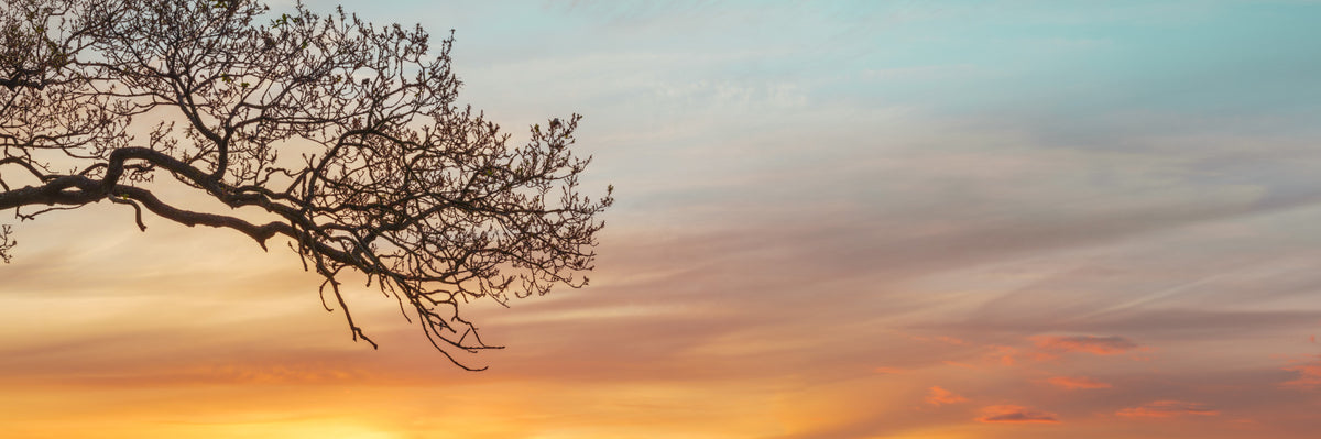 Branches at the Edge of Sunset Wall Mural in your room — zoomed