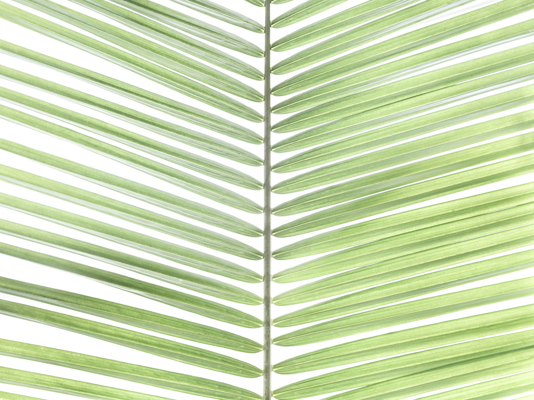 Palm Frond Freshness Wall Mural