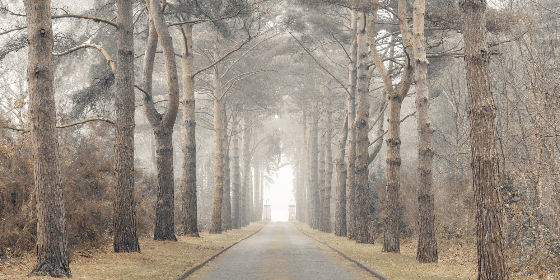 Avenue of Aspiring Giants Wall Mural