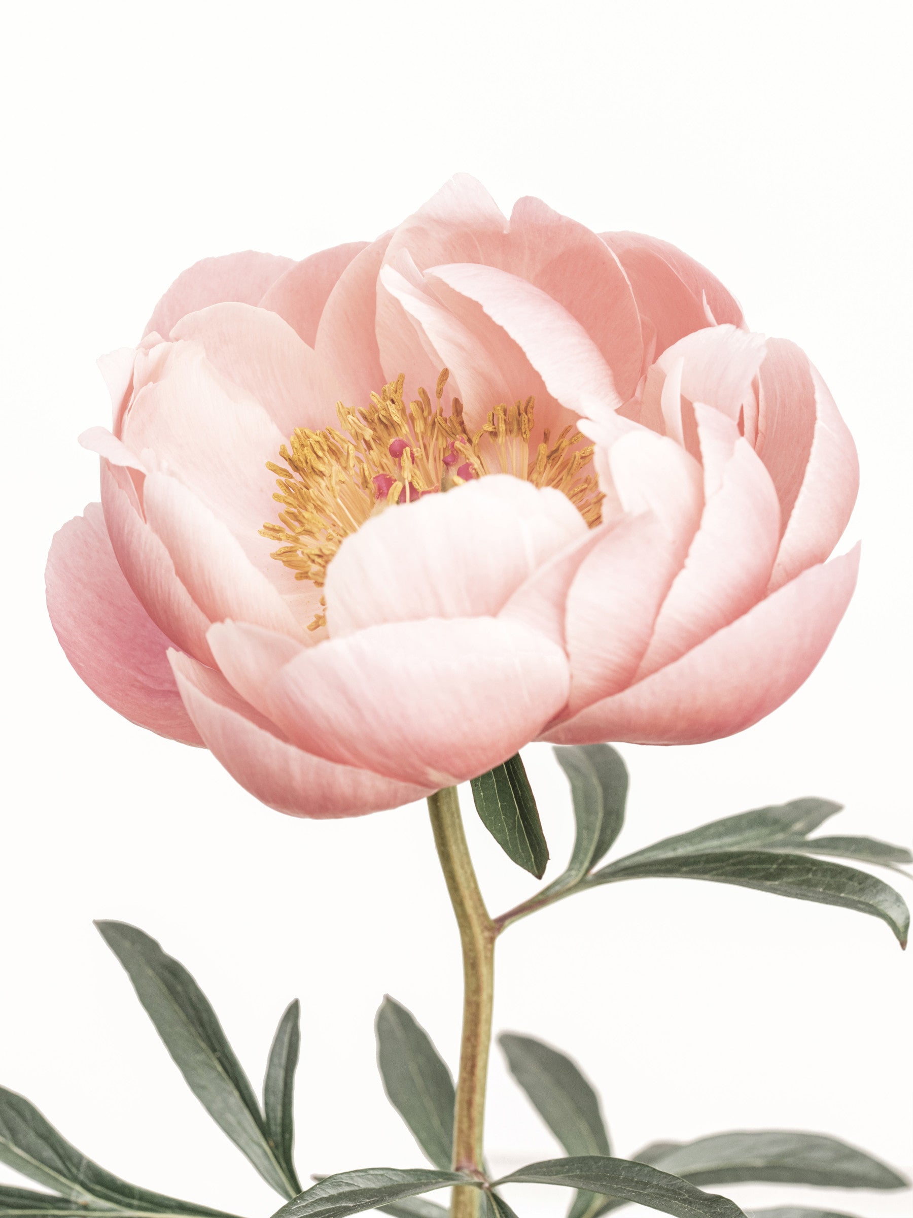 Coral Peony  Wall Mural