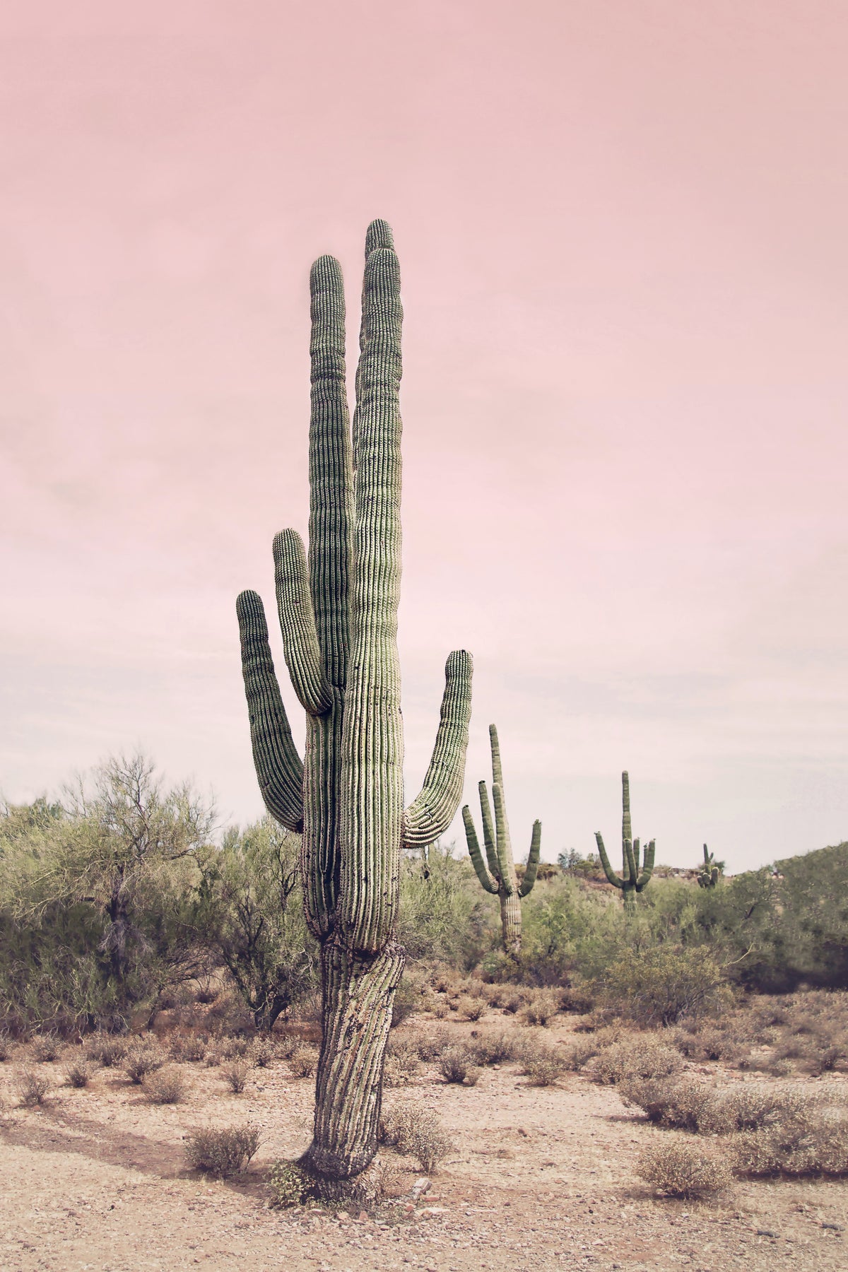Desert Blush Wall Mural in your room — zoomed