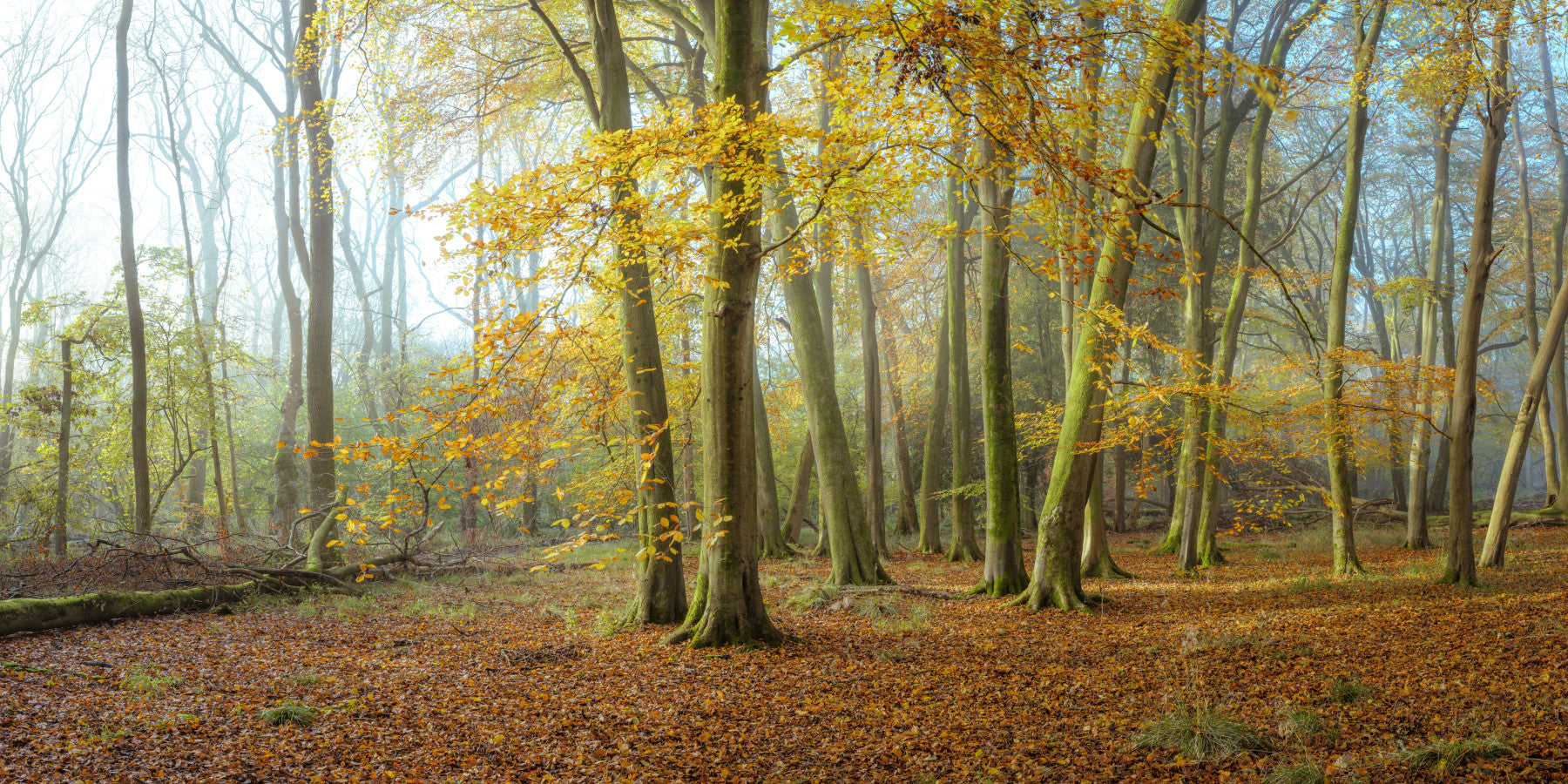 Ethereal Beauty of Woods Wall Mural