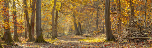 Nature’s Carpet on Forest Path Wall Mural