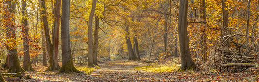 Nature’s Carpet on Forest Path Wall Mural