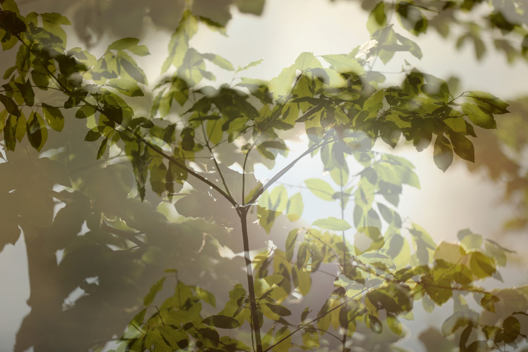 Ethereal Greenery Layered Leaf Wall Mural