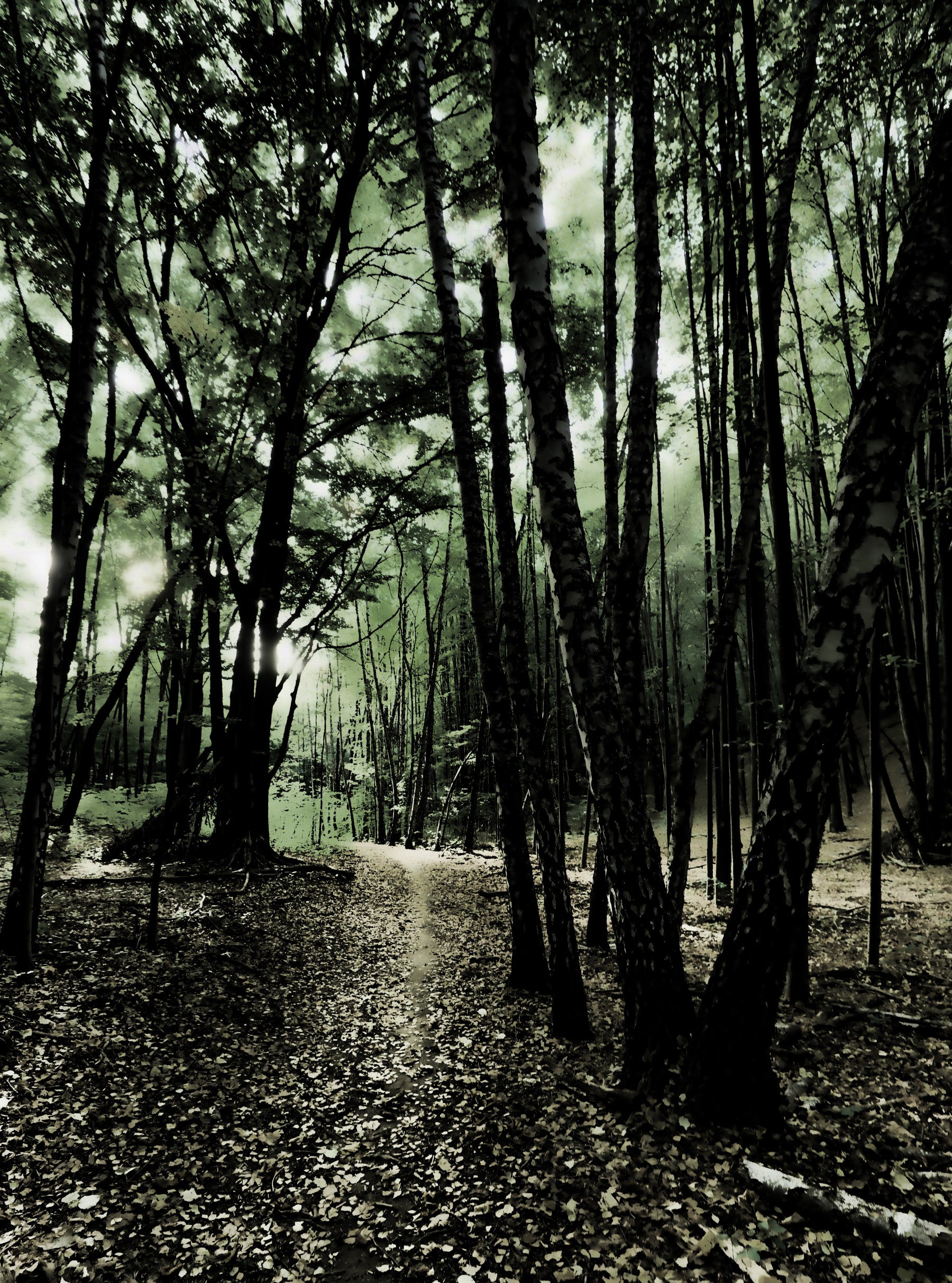Enchanted Forest Pathway - Mystical Nature Photography Wall Mural