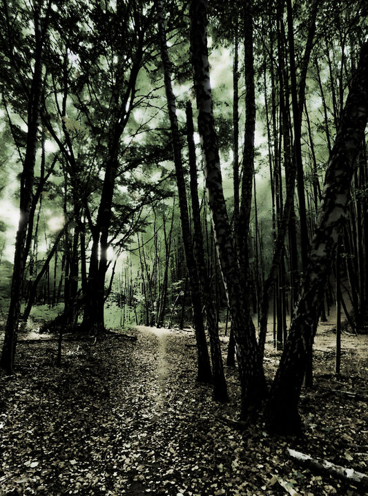 Enchanted Forest Pathway - Mystical Nature Photography Wall Mural