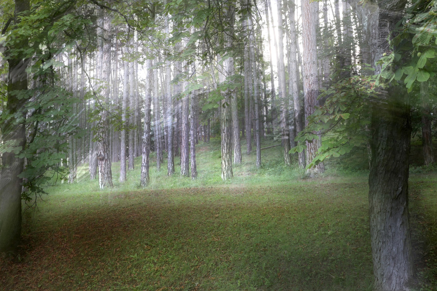 Serene Forest Landscape Photography | Ethereal Nature Print | Tranquil Greenery Wall Art Wall Mural