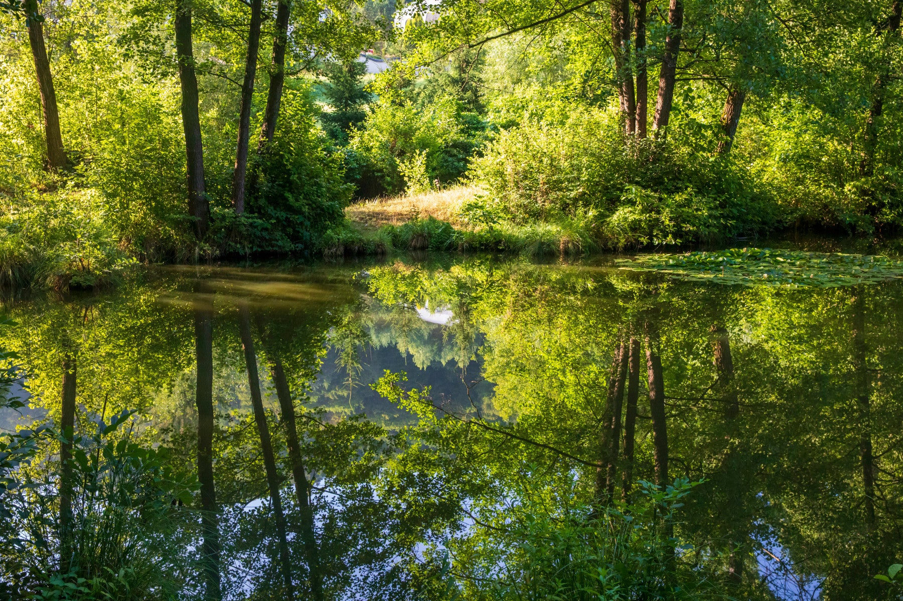 Tranquil Nature Reflection Art Print - Serene Water and Greenery Scene Wall Mural