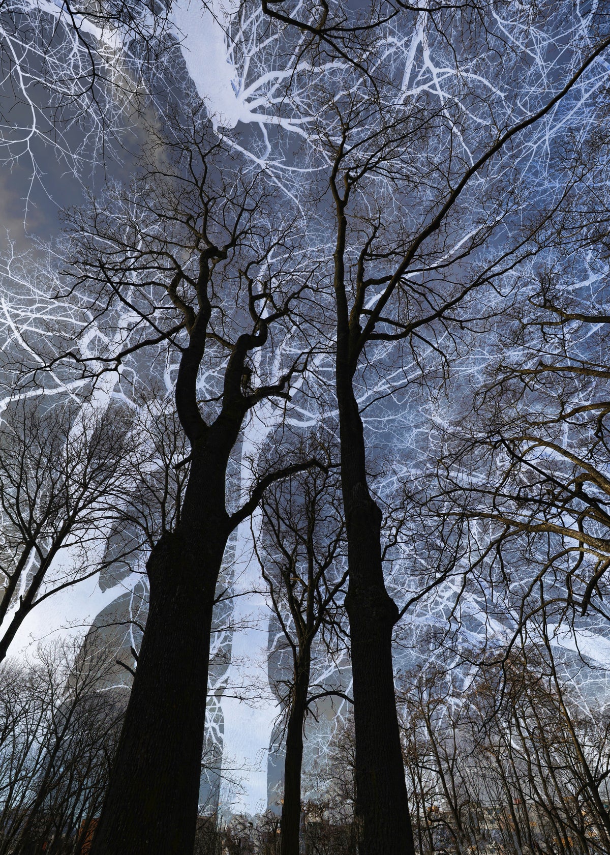 Ethereal Tree Silhouette Art | Abstract Nature Photography | Dark Sky Contrast Wall Mural in your room — zoomed