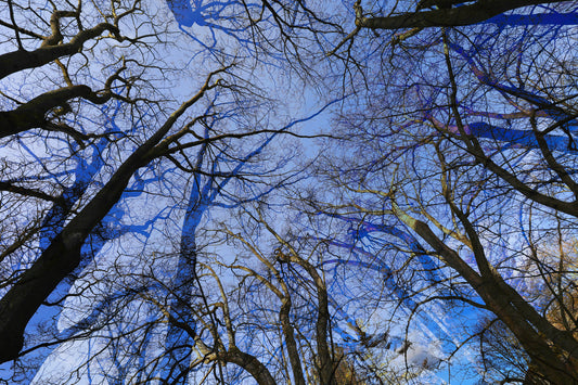 Skyward View Abstract Tree Canopy Art Print Wall Mural