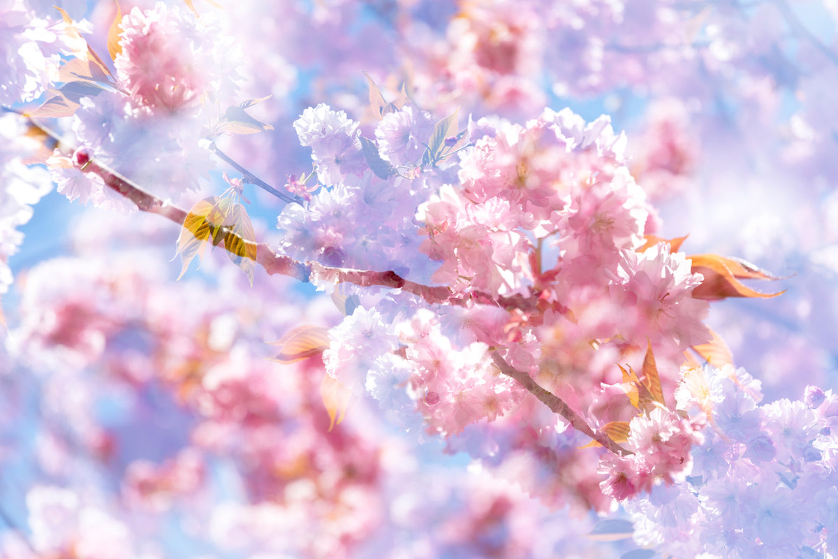 Soft Pink Blossoms Photography | Delicate Spring Floral Art | Serene Nature Decor Wall Mural in your room — zoomed