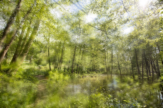 Tranquil Forest Reflection Art Print | Serene Nature Photography | Greenery Landscape Decor Wall Mural