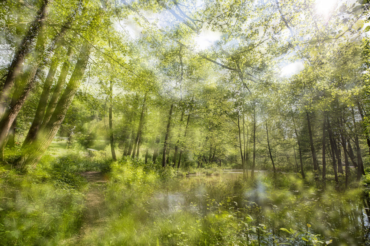 Tranquil Forest Reflection Art Print | Serene Nature Photography | Greenery Landscape Decor Wall Mural in your room — zoomed