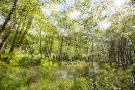 Tranquil Forest Reflection Art Print | Serene Nature Photography | Greenery Landscape Decor Wall Mural