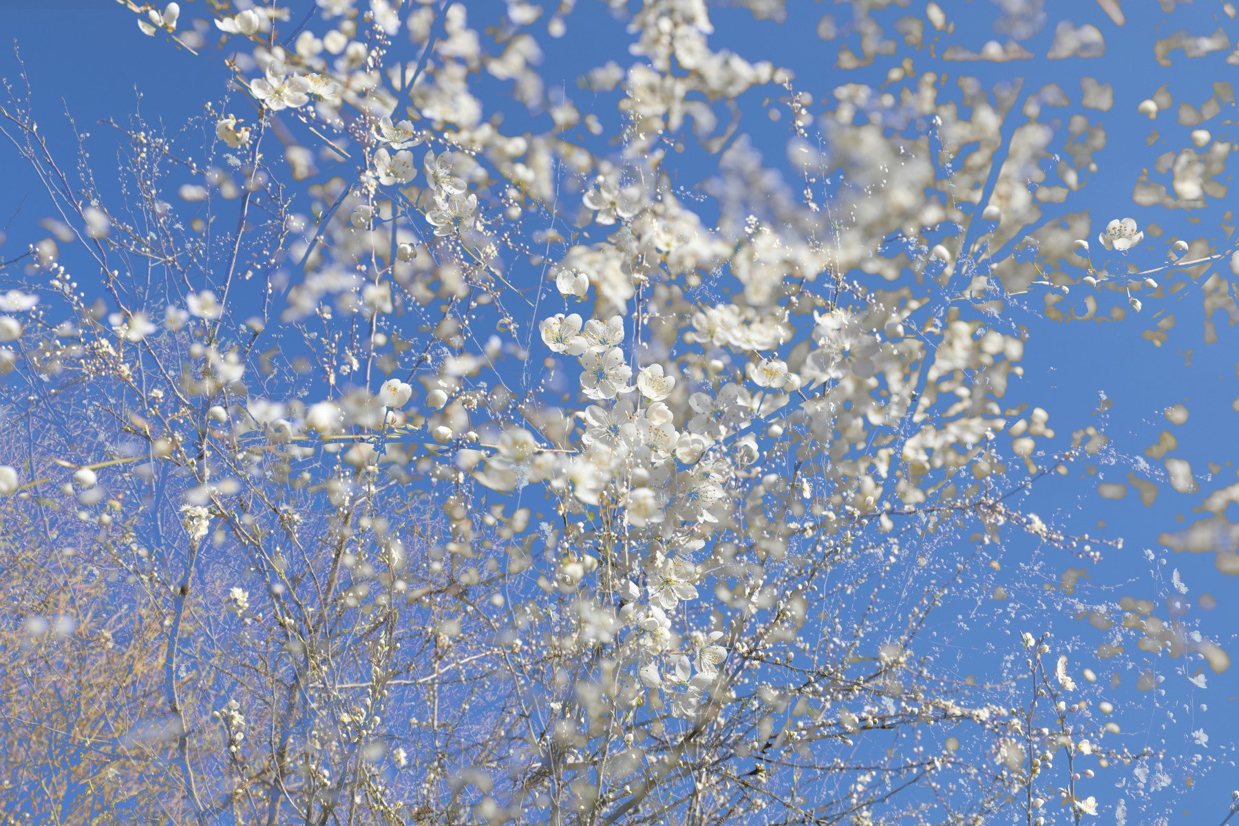White Blossoms Against a Clear Blue Sky - Spring Nature Photography Wall Mural