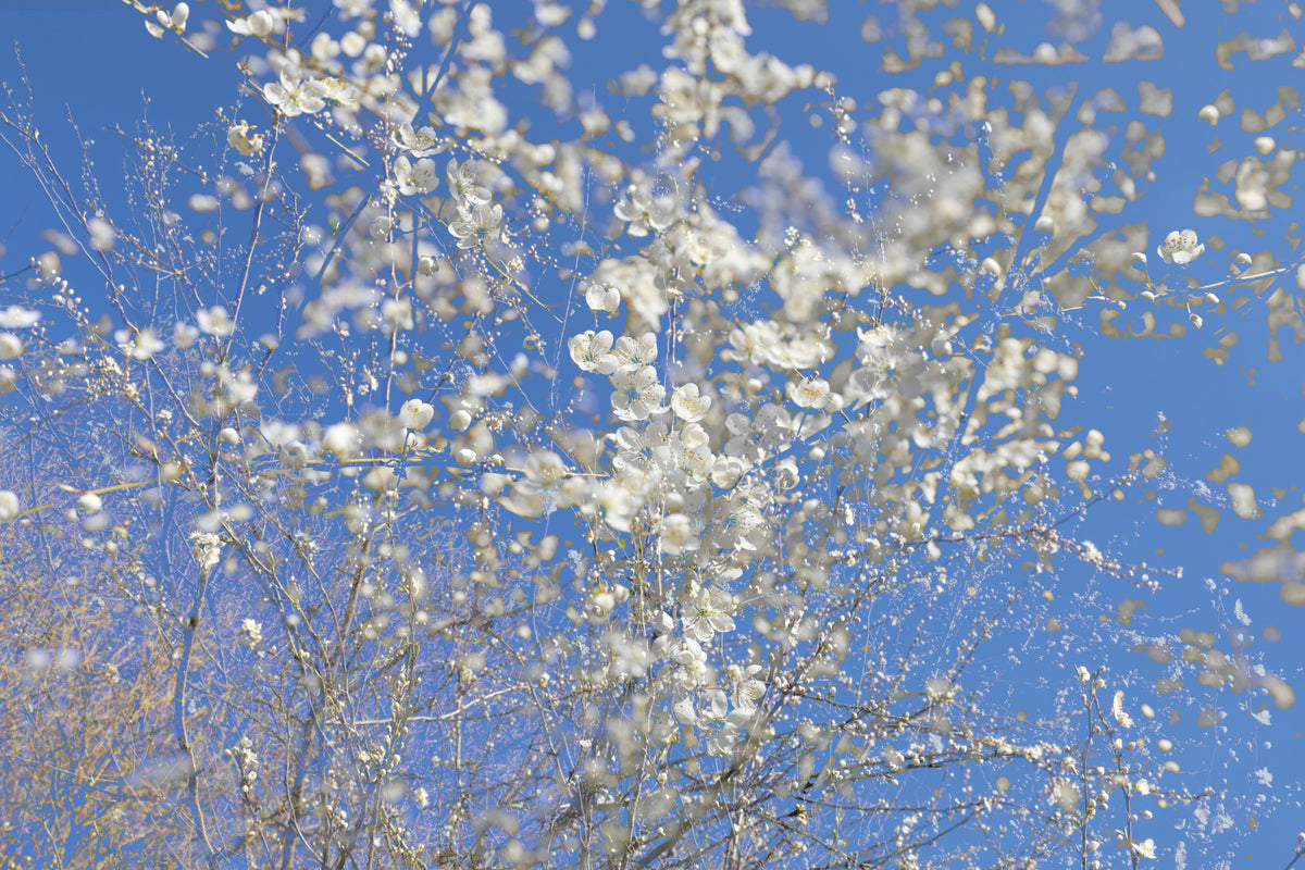 White Blossoms Against a Clear Blue Sky - Spring Nature Photography Wall Mural in your room — zoomed