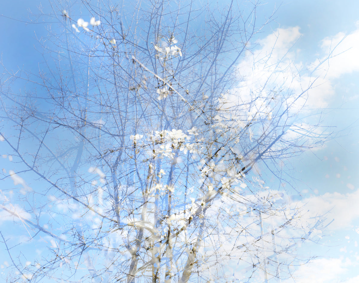 Ethereal Floral Sky Art | Serene Nature Photography | Dreamy Blossoms & Branches Wall Mural in your room — zoomed