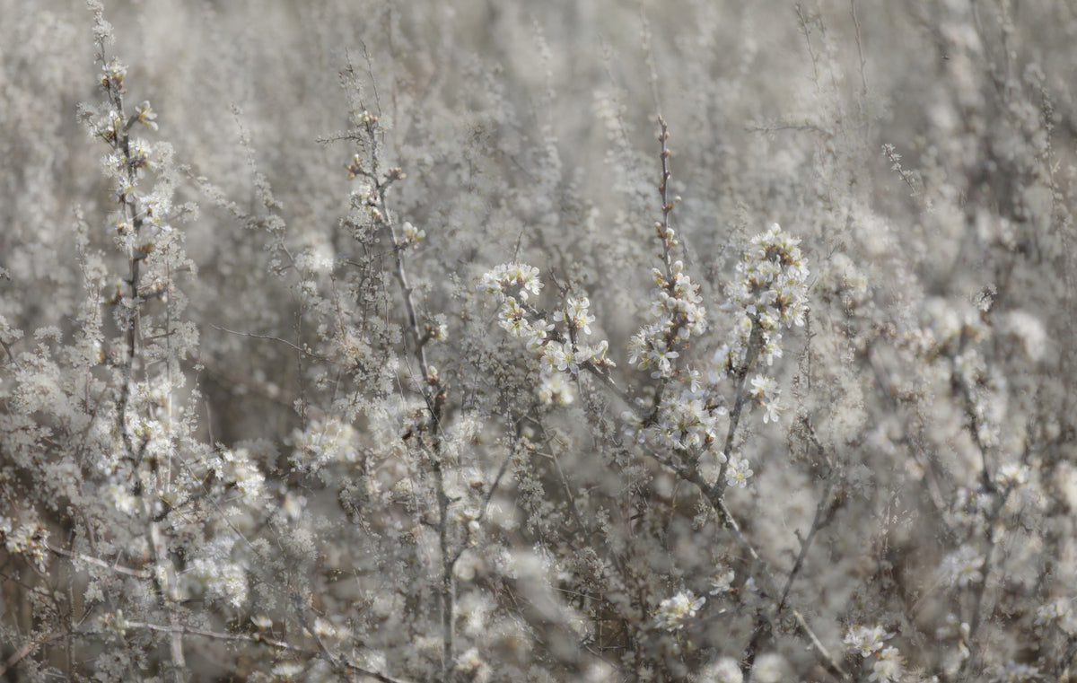 Ethereal Blossoms Soft Floral Photography Wall Mural in your room — zoomed