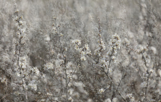 Ethereal Blossoms Soft Floral Photography Wall Mural