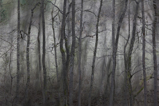 Mysterious Forest Landscape | Gray Trees in Atmospheric Stillness | Nature Photography Wall Mural