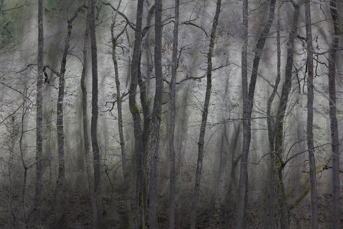 Mysterious Forest Landscape | Gray Trees in Atmospheric Stillness | Nature Photography Wall Mural in your room — zoomed