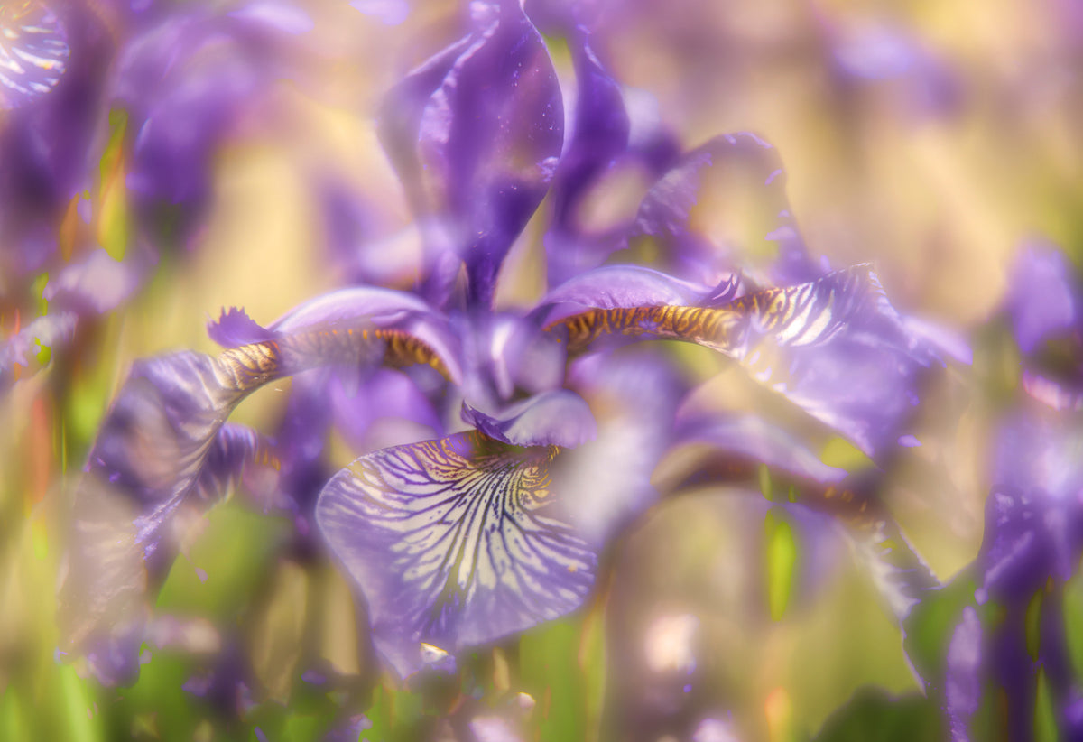 Ethereal Purple Iris Art Print | Delicate Floral Photography | Nature Wall Decor Wall Mural in your room — zoomed