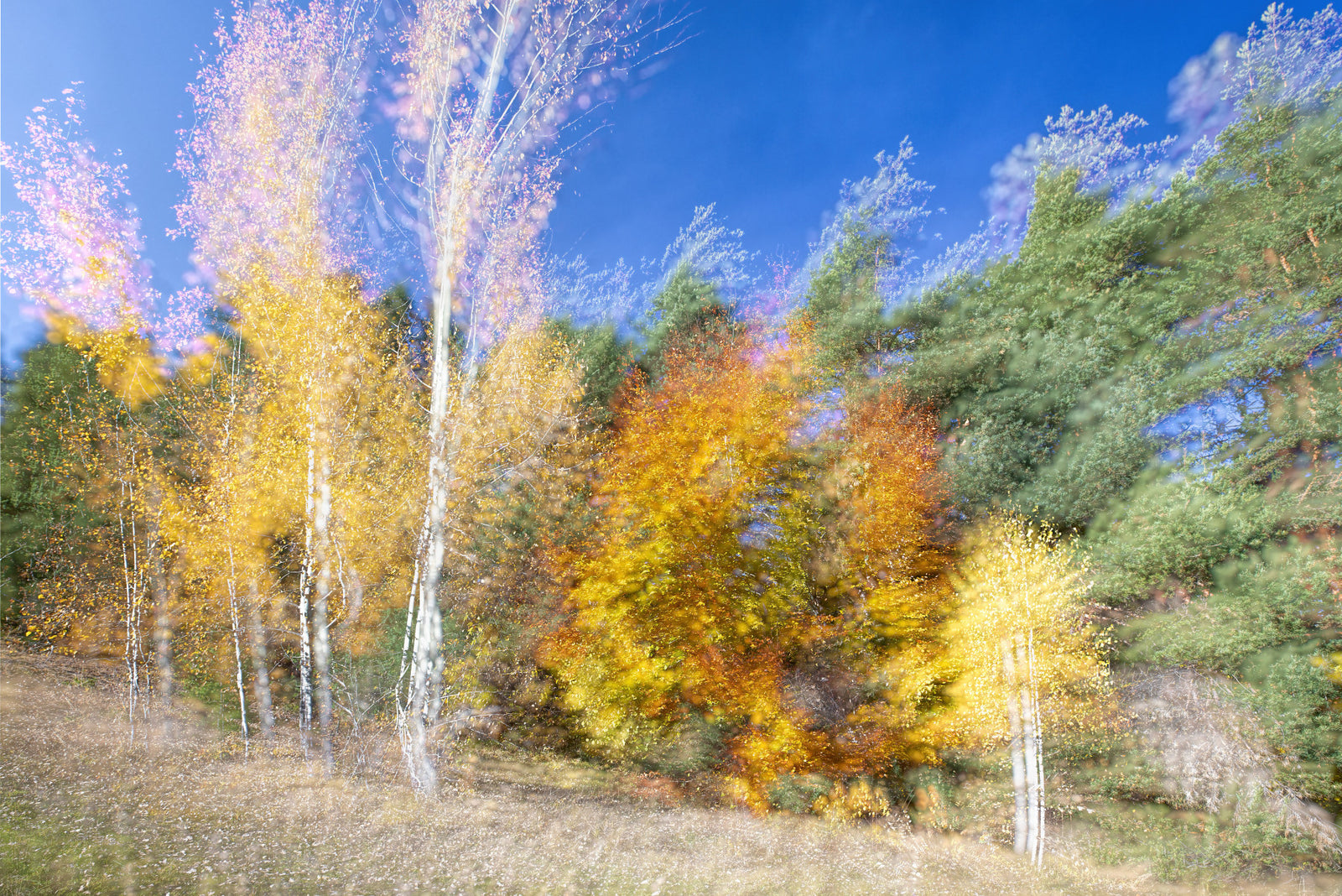 Autumn Forest Dance - Colorful Abstract Nature Photography Wall Mural
