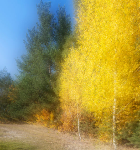 Autumn Whisper Abstract Yellow and Green Landscape Photography Wall Mural