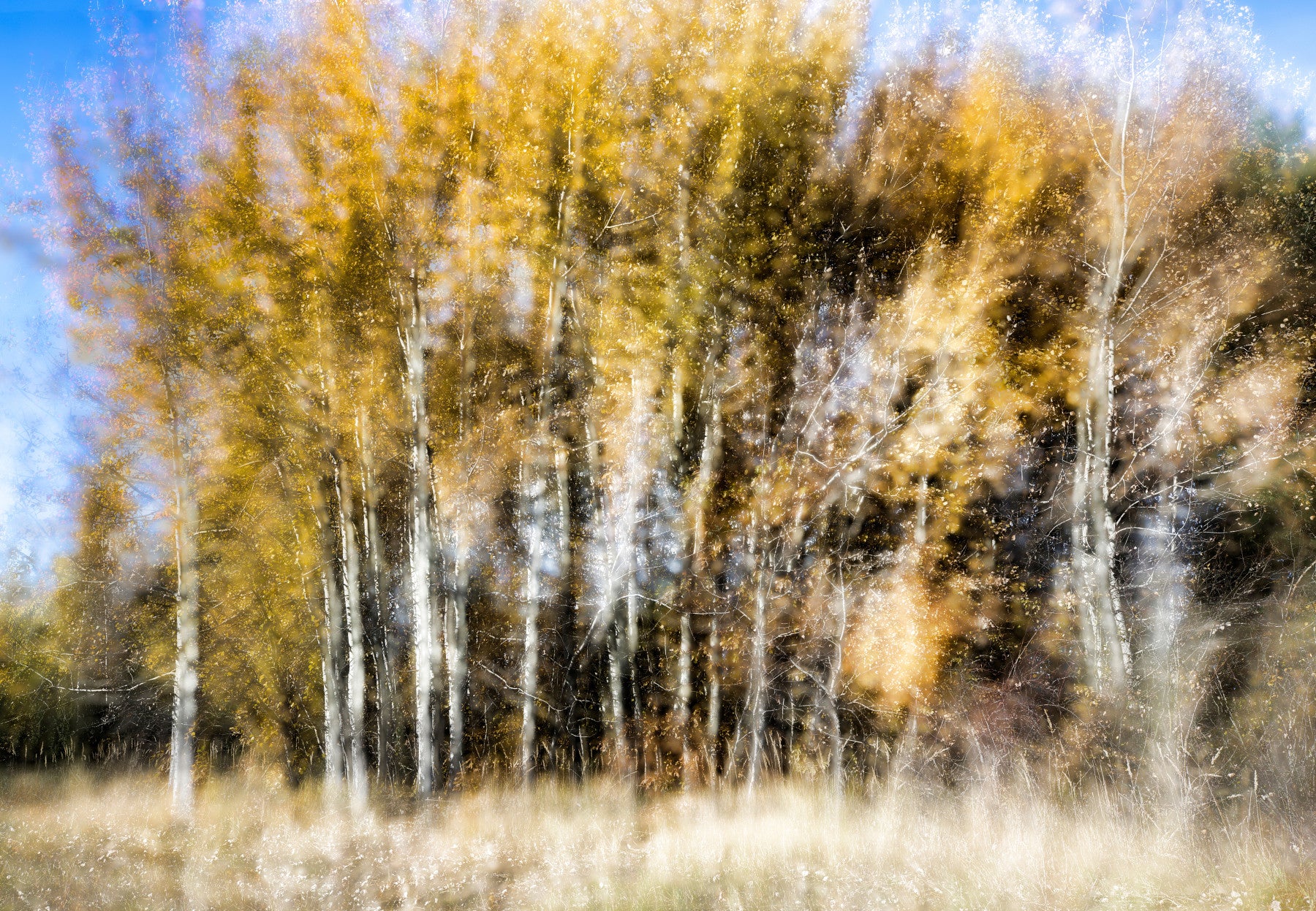 Autumn Whispe Blurred Trees in Golden Hues Wall Mural