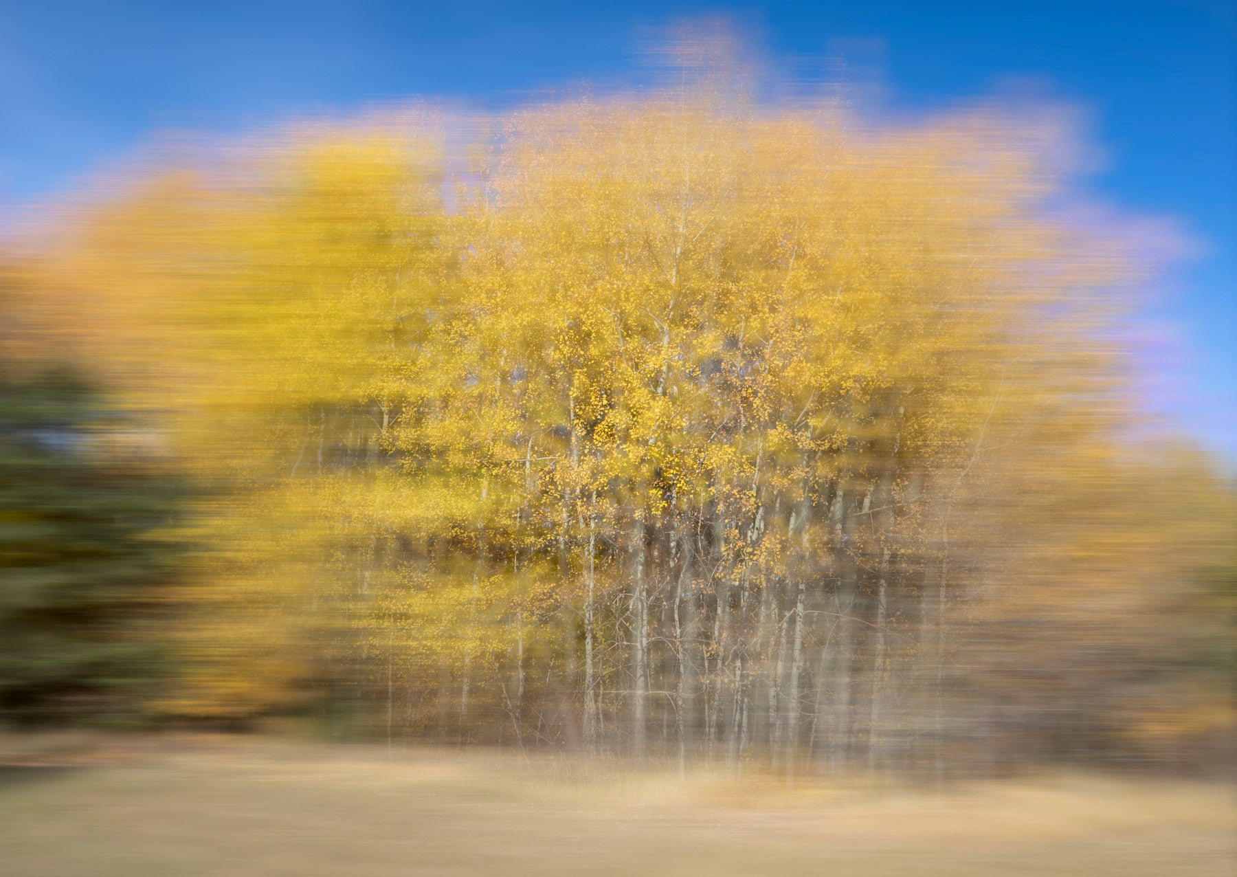 Autumn Trees in Motion - Abstract Nature Photography Wall Mural
