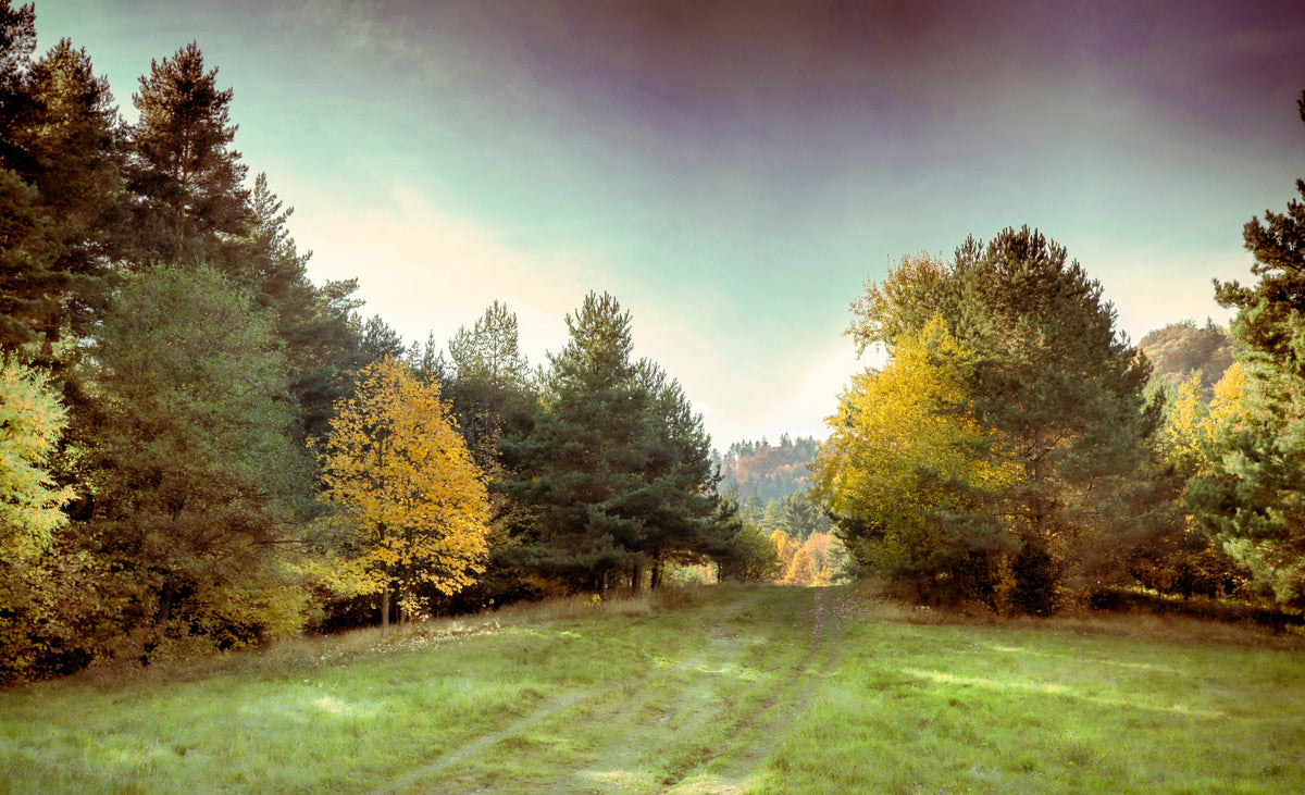 Serene Autumn Landscape Photography - Tranquil Forest Pathway Art Print Wall Mural in your room — zoomed