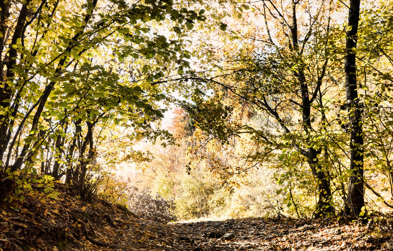 Autumn Pathway Through Golden Leaves - Nature Photography Print Wall Mural